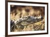 South Africa, Close-Up of Crocodile-Amos Nachoum-Framed Photographic Print