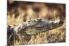 South Africa, Close-Up of Crocodile-Amos Nachoum-Mounted Photographic Print