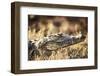 South Africa, Close-Up of Crocodile-Amos Nachoum-Framed Photographic Print