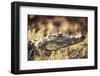 South Africa, Close-Up of Crocodile-Amos Nachoum-Framed Photographic Print