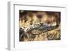 South Africa, Close-Up of Crocodile-Amos Nachoum-Framed Photographic Print