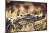 South Africa, Close-Up of Crocodile-Amos Nachoum-Mounted Photographic Print