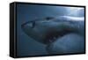 South Africa, Close Up of Great White Shark-Stuart Westmorland-Framed Stretched Canvas