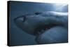 South Africa, Close Up of Great White Shark-Stuart Westmorland-Stretched Canvas