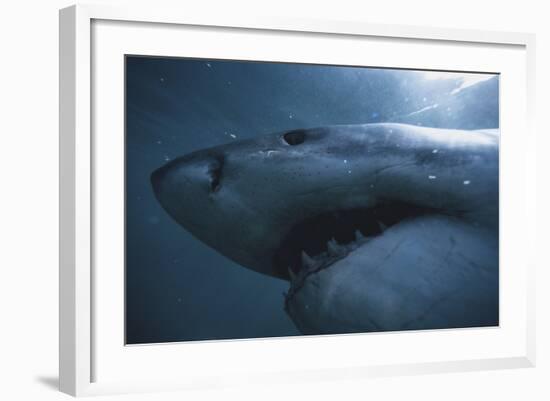 South Africa, Close Up of Great White Shark-Stuart Westmorland-Framed Photographic Print