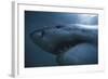 South Africa, Close Up of Great White Shark-Stuart Westmorland-Framed Photographic Print