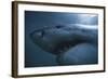 South Africa, Close Up of Great White Shark-Stuart Westmorland-Framed Photographic Print