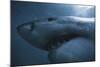 South Africa, Close Up of Great White Shark-Stuart Westmorland-Mounted Photographic Print