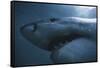 South Africa, Close Up of Great White Shark-Stuart Westmorland-Framed Stretched Canvas