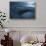 South Africa, Close Up of Great White Shark-Stuart Westmorland-Stretched Canvas displayed on a wall