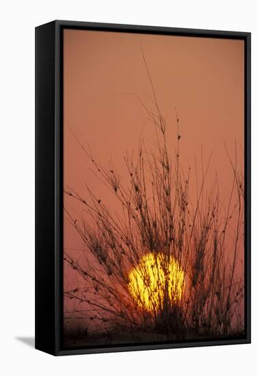 South Africa Dune with Dune Grass at Sunset-null-Framed Stretched Canvas