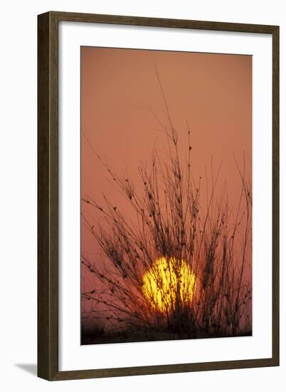 South Africa Dune with Dune Grass at Sunset-null-Framed Photographic Print