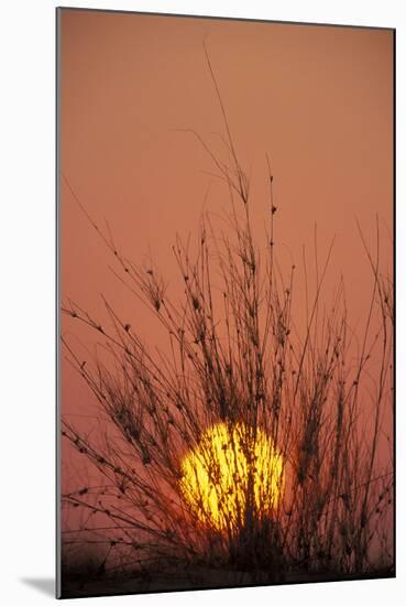South Africa Dune with Dune Grass at Sunset-null-Mounted Photographic Print