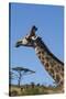 South Africa, Durban, Tala Game Reserve. Giraffe, Head Detail-Cindy Miller Hopkins-Stretched Canvas