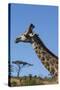 South Africa, Durban, Tala Game Reserve. Giraffe, Head Detail-Cindy Miller Hopkins-Stretched Canvas