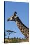 South Africa, Durban, Tala Game Reserve. Giraffe, Head Detail-Cindy Miller Hopkins-Stretched Canvas