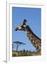 South Africa, Durban, Tala Game Reserve. Giraffe, Head Detail-Cindy Miller Hopkins-Framed Premium Photographic Print