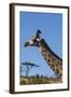 South Africa, Durban, Tala Game Reserve. Giraffe, Head Detail-Cindy Miller Hopkins-Framed Photographic Print