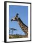 South Africa, Durban, Tala Game Reserve. Giraffe, Head Detail-Cindy Miller Hopkins-Framed Photographic Print