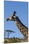 South Africa, Durban, Tala Game Reserve. Giraffe, Head Detail-Cindy Miller Hopkins-Mounted Photographic Print