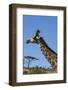 South Africa, Durban, Tala Game Reserve. Giraffe, Head Detail-Cindy Miller Hopkins-Framed Photographic Print