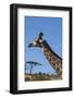 South Africa, Durban, Tala Game Reserve. Giraffe, Head Detail-Cindy Miller Hopkins-Framed Photographic Print