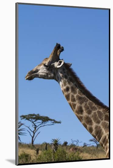 South Africa, Durban, Tala Game Reserve. Giraffe, Head Detail-Cindy Miller Hopkins-Mounted Photographic Print