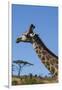 South Africa, Durban, Tala Game Reserve. Giraffe, Head Detail-Cindy Miller Hopkins-Framed Photographic Print