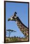 South Africa, Durban, Tala Game Reserve. Giraffe, Head Detail-Cindy Miller Hopkins-Framed Photographic Print