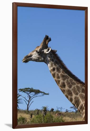 South Africa, Durban, Tala Game Reserve. Giraffe, Head Detail-Cindy Miller Hopkins-Framed Photographic Print