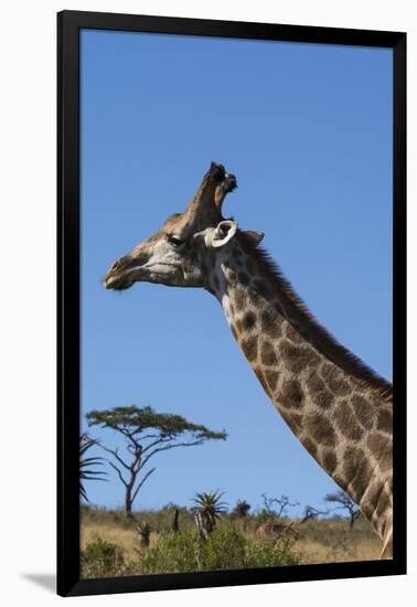 South Africa, Durban, Tala Game Reserve. Giraffe, Head Detail-Cindy Miller Hopkins-Framed Photographic Print