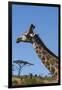 South Africa, Durban, Tala Game Reserve. Giraffe, Head Detail-Cindy Miller Hopkins-Framed Photographic Print