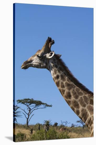 South Africa, Durban, Tala Game Reserve. Giraffe, Head Detail-Cindy Miller Hopkins-Stretched Canvas