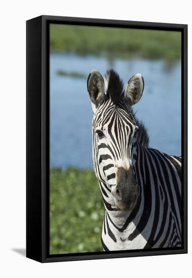 South Africa, Durban. Tala Game Reserve. Plains Zebra-Cindy Miller Hopkins-Framed Stretched Canvas