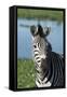 South Africa, Durban. Tala Game Reserve. Plains Zebra-Cindy Miller Hopkins-Framed Stretched Canvas