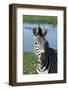 South Africa, Durban. Tala Game Reserve. Plains Zebra-Cindy Miller Hopkins-Framed Photographic Print