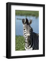 South Africa, Durban. Tala Game Reserve. Plains Zebra-Cindy Miller Hopkins-Framed Photographic Print