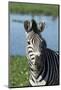 South Africa, Durban. Tala Game Reserve. Plains Zebra-Cindy Miller Hopkins-Mounted Photographic Print