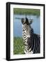 South Africa, Durban. Tala Game Reserve. Plains Zebra-Cindy Miller Hopkins-Framed Photographic Print