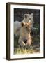 South Africa, East London. Inkwenkwezi Game Reserve. Lion Cubs-Cindy Miller Hopkins-Framed Photographic Print