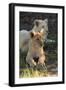 South Africa, East London. Inkwenkwezi Game Reserve. Lion Cubs-Cindy Miller Hopkins-Framed Photographic Print