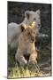 South Africa, East London. Inkwenkwezi Game Reserve. Lion Cubs-Cindy Miller Hopkins-Mounted Photographic Print