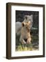 South Africa, East London. Inkwenkwezi Game Reserve. Lion Cubs-Cindy Miller Hopkins-Framed Photographic Print