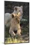 South Africa, East London. Inkwenkwezi Game Reserve. Lion Cubs-Cindy Miller Hopkins-Mounted Photographic Print