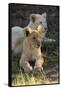 South Africa, East London. Inkwenkwezi Game Reserve. Lion Cubs-Cindy Miller Hopkins-Framed Stretched Canvas