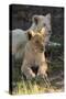 South Africa, East London. Inkwenkwezi Game Reserve. Lion Cubs-Cindy Miller Hopkins-Stretched Canvas