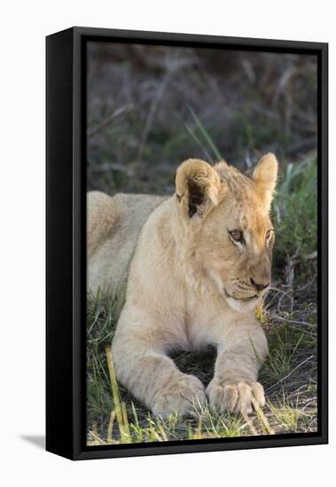 South Africa, Eastern Cape, East London. Inkwenkwezi Game Reserve. Lion Cub-Cindy Miller Hopkins-Framed Stretched Canvas