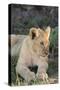 South Africa, Eastern Cape, East London. Inkwenkwezi Game Reserve. Lion Cub-Cindy Miller Hopkins-Stretched Canvas