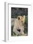 South Africa, Eastern Cape, East London. Inkwenkwezi Game Reserve. Lion Cub-Cindy Miller Hopkins-Framed Photographic Print