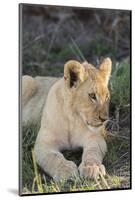 South Africa, Eastern Cape, East London. Inkwenkwezi Game Reserve. Lion Cub-Cindy Miller Hopkins-Mounted Photographic Print